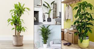 Check out these 9 easy houseplants that are hard to kill and you'll see that there's an indoor plant out there for everyone—whether you have a green thumb or not. 22 Best Large Indoor Plants Tall Houseplants India Gardening