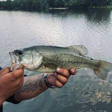 Four can be found near and around lake quannapowitt. Fishing In Lake Quannapowitt Fishbrain
