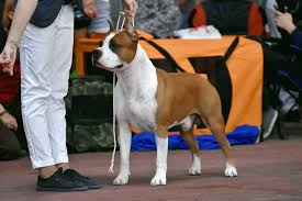 The american staffordshire terrier possesses a strong, stocky, muscular body and moves with an agile grace. Amstaff Terrier Photo By Anna Mukhina American Staffordshire Terrier Facebook