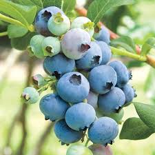 Plants in this size are only available from october to march for shipping bare root of this size. Bluecrop Blueberry Blueberry Plants From Gurney S