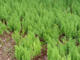 Image result for Arthropteris anniana