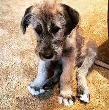 Meet Kingston He Will Grow To Be A Giant Irish Wolfhound Http Ift Tt 2mazzmd Irish Wolfhound Wolfhound Puppies Irish Wolfhound Puppies