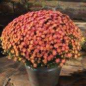 How much does it cost to get an fmri? Chrysanthemum Mum Plants For Sale Growjoy Com