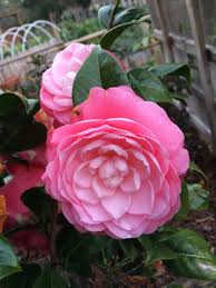 Nuccio S Cameo Camelia Blooming In January Bloom Flowers Plants