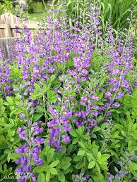 They prefer full sun and do well even on the hottest days of summer. Purple Perennial Flowers 24 Brilliant Choices For Gardens