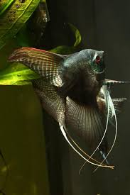 Types Of Angelfish Fish They Can Be Real Soothing And Calming To Look At And If You Decide To Put An Aquariu Angel Fish Cool Fish Tropical Freshwater Fish