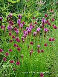 The Sturdy Vertical Stems Of Spike Blazing Star Liatris Spicata Did A Much Better Job Keeping The Dr Plant Combinations Liatris Backyard Landscaping Designs