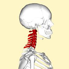 C5 c6 neck pain exercises. Radiculopathy Wikipedia