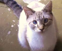 We did not find results for: Pet Emergency Room Near Me The Y Guide