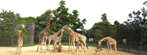 Wildlife Encounters at Alipore Zoo, AI generated