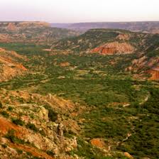 Image result for Ficalhoa laurifolia