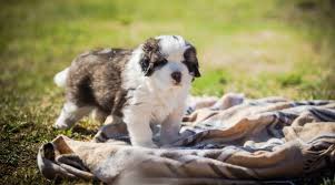 This little guy will be sure to steal your heart away with just one look into those puppy eyes. Saint Berdoodle Breed Information Saint Bernard Poodle Mix