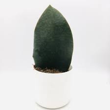 American plant exchange sansevieria zeylanica easy care live plant, 6 pot, indoor air purifier. Sansevieria Masoniana Whale Fin Victoria House Plant Cambridge Bee