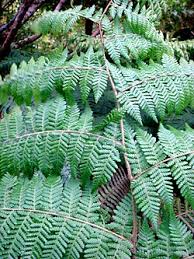 Image result for Hypolepis