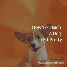 Notitle How To Teach A Dog To Sit Dog Tricks Videos How To Teach Your Dog To Spin Teach An Old Dog New Tricks D Dogs Dog Training Dog Tricks Easy