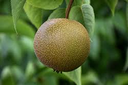 Image result for Pyrus pyrifolia