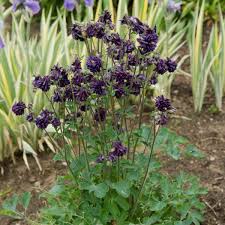 Image result for Aquilegia vulgaris Tower Mix