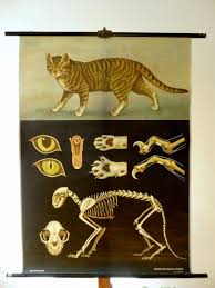 original vintage cat educational chart cat school chart