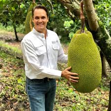 Apricots reach heights of 15 to 20 feet, while plum and pear trees generally grow to 18 to 20 feet. World S Biggest Fruit In The World Compared To A Human Mildlyinteresting