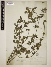 Image result for Equilabium parvum