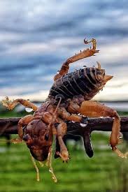 Row covers are especially useful against mobile pests, including cabbage moths (imported cabbageworms), colorado potato beetles, most aphids. Are Potato Bugs Bite Poisonous Dangerous Or Useful For Garden