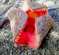 Image result for Hydnora