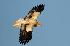 The egyptian vulture is declining in large parts of its range, often severely. Egyptian Vulture Pictures 1 Champions Of The Flyway