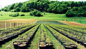 Growing Trees For Profit – What To Grow & How To Get Started - Whyfarmit.com