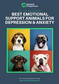 Signs of depression can look very similar to signs of illness. Best Emotional Support Animals For Depression Anxiety By Animal Companion Issuu