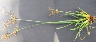 Image result for Fimbristylis complanata