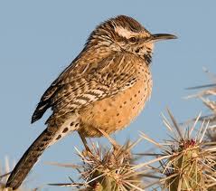 They build nests the size and shape of footballs which they use during the breeding and nonbreeding season. Birds Birding Trips And Birdwatching Tours In State Of Arizona Fat Birder