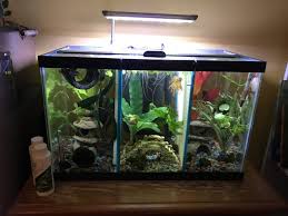 Time and time again, bettas will attack and kill fish that even slightly resemble another betta, such as anything colourful, bright or with large fins. How Should I Filter A Divided Betta Tank I Really Want Something Simple An My Aquarium Club