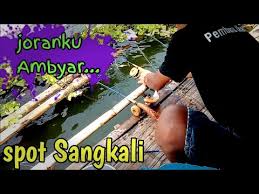 Joranku Ambyar Di Burak Barik Ikan Predator Youtube