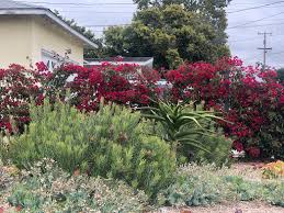 Apply for a home depot consumer card. Bougainvillea Love