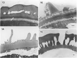Image result for Antidesma membranaceum