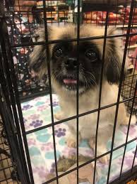 Learn more about haile's angels pet rescue in gainesville, fl, and search the available pets they have up for adoption on petfinder. Haile S Angels Pet Rescue On Twitter Penelope Wants You To Met Her And The Hundreds Of Other Dogs Cats Looking For Their Forever Home Today We Will Be Petsmart On Archer