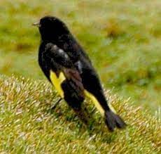 Pin En Aves Americanas
