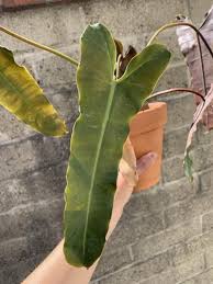 Philodendron Atabapoense X Billietiae In 2020 Philodendron Plants Plant Pictures