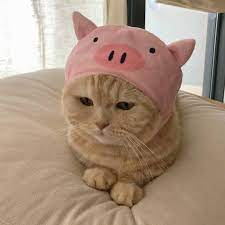 11 11 On Twitter Cute Baby Cats Baby Cats Cute Cats
