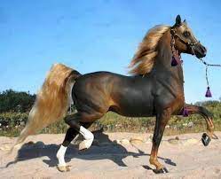 شوف صور جديده صوره خيل اصيل horses most beautiful horses beautiful horses