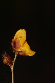 Image result for Utricularia scandens