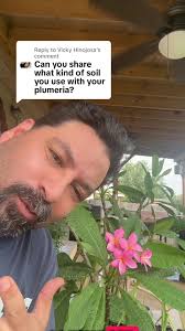 Growing Plumeria in Arizona