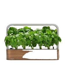 Image result for Stomatostemma monteiroae