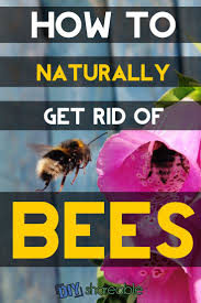 3 how to get rid of bumble bees around your house. How To Get Rid Of Bees Naturally Carefully Diy Shareable Getting Rid Of Bees Bee Repellent Natural Bee Repellent