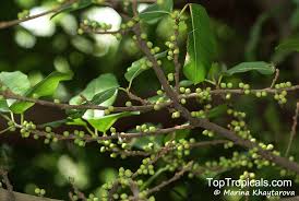 Image result for Ficus virens