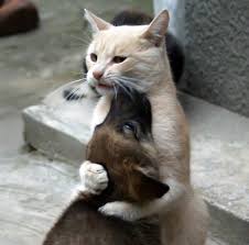 Котики &amp;amp;amp; Собачки - помощь бездомным животным в Киеве - Photos | Facebook