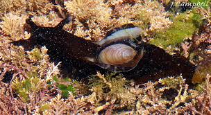 Image result for Isoglossa punctata