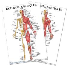 This anatomy chart is a. Amazon Com 2 Poster Set Skeletal Muscles Front And Back View Poster Set 24x36inch For Physical Fitness Working Out Muscular System Anatomical Chart Industrial Scientific