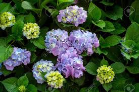 We did not find results for: Light Purple Hydrangea Blossoming Flowers On Green Bush In Summer Stock Photo Picture And Royalty Free Image Image 59942970