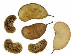 Image result for Colophospermum